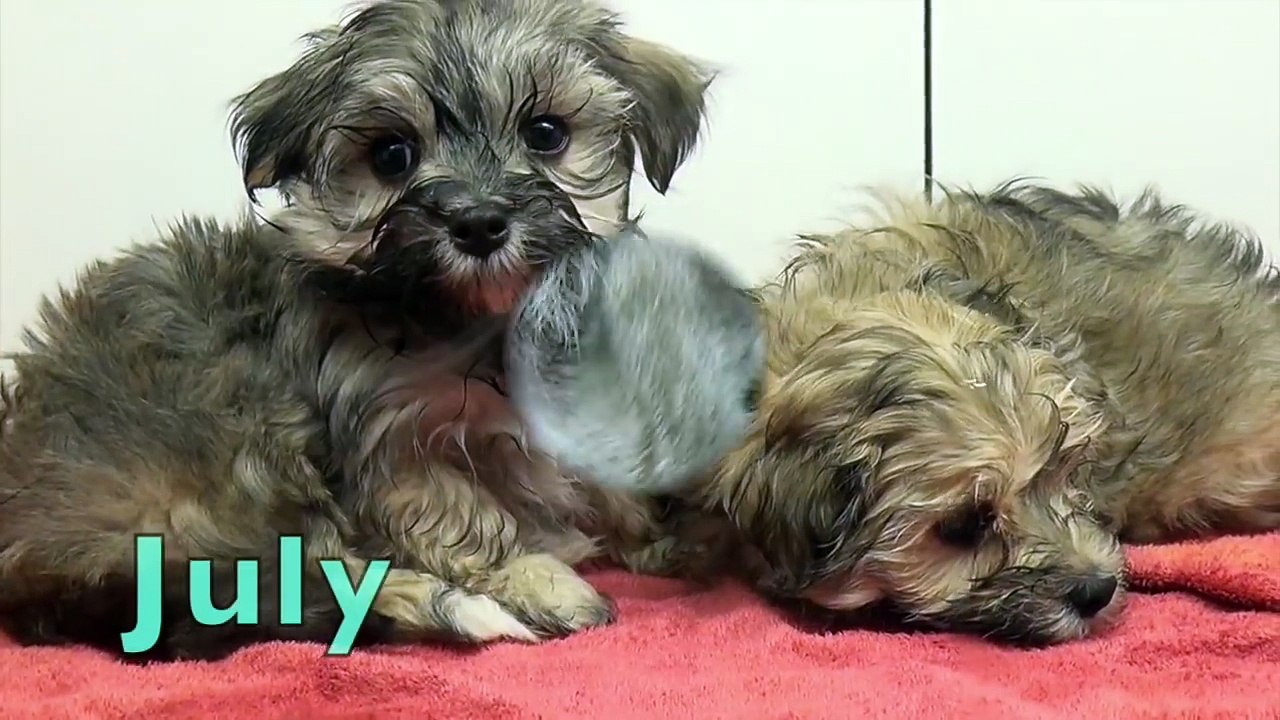 PUPPY & KITTEN CALENDAR - Learn & Spell Months of the Year - Learn English