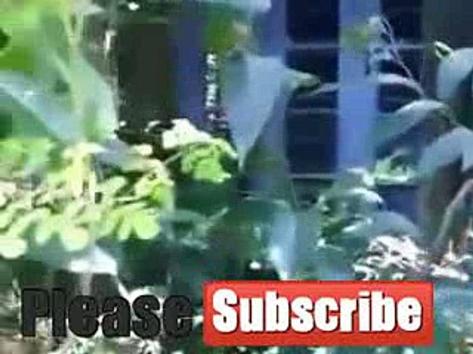 PARAH !!! Coba anda lihat penampakan asli 100% kuntilanak di rumah tua & kosong ini