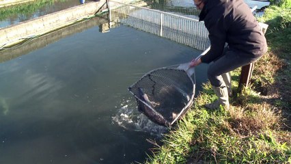 L'Aquitaine, fief du caviar français, mise tout sur la qualité