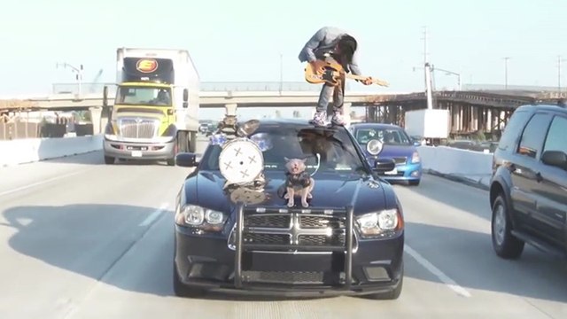 Compilation : les chats hilarants d'Aaron's Animals