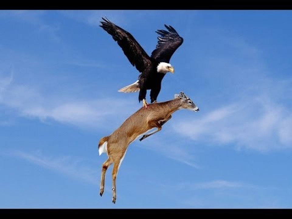 Eagle Attacks Deer  Camera Trap Amazing Photos
