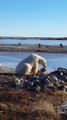 Un ours polaire caresse un chien