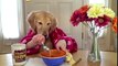 Breakfast at Ginger s- golden retriever dog eats with hands