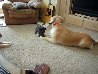 Bunny Rabbit Plays With Golden Retriever