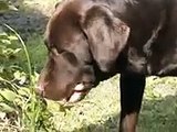 Cane Corso vs Labrador