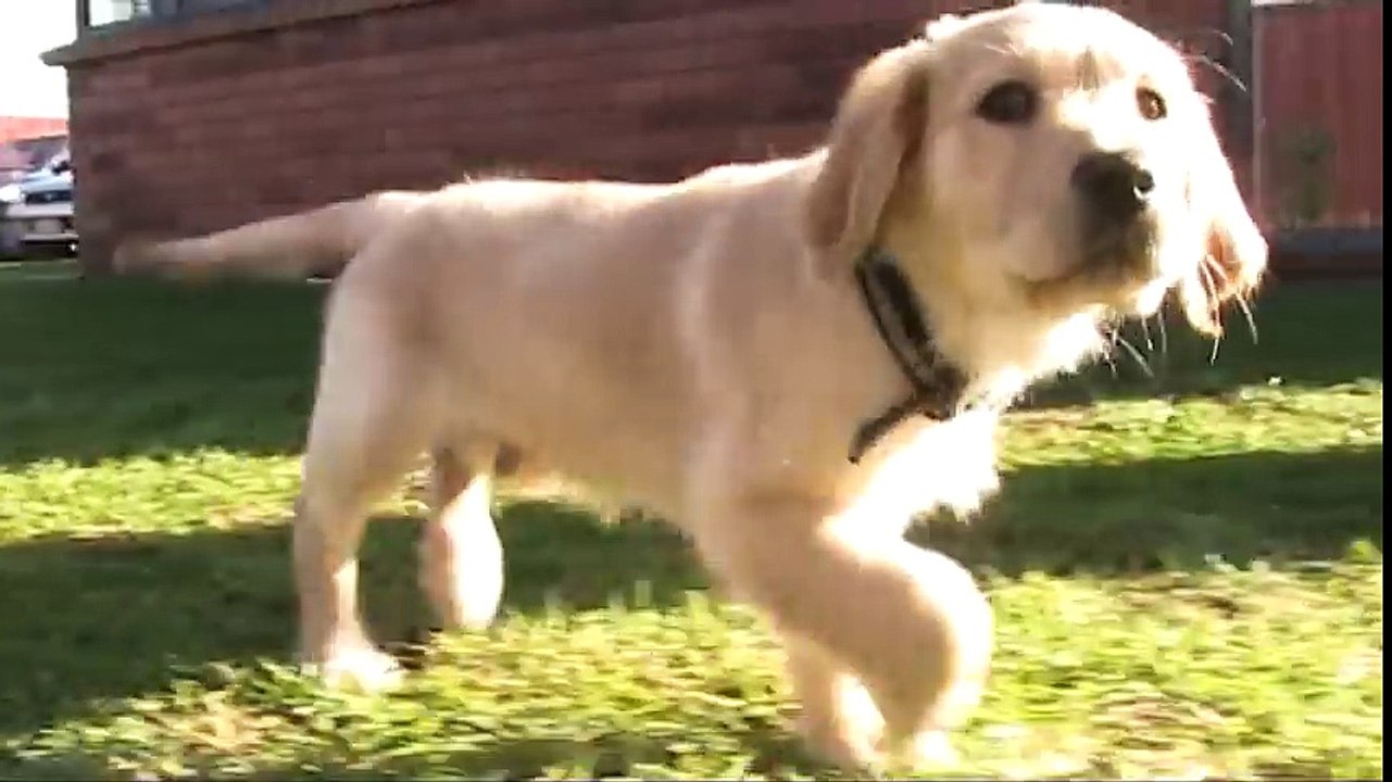 Charlie - our 12 week old Golden Retriever Pup