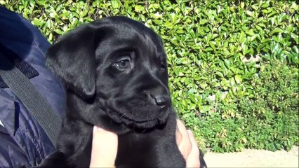 Choosing Labrador Puppy (Percy) at 7 weeks old