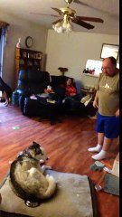 Man and husky argue over stolen potato skin