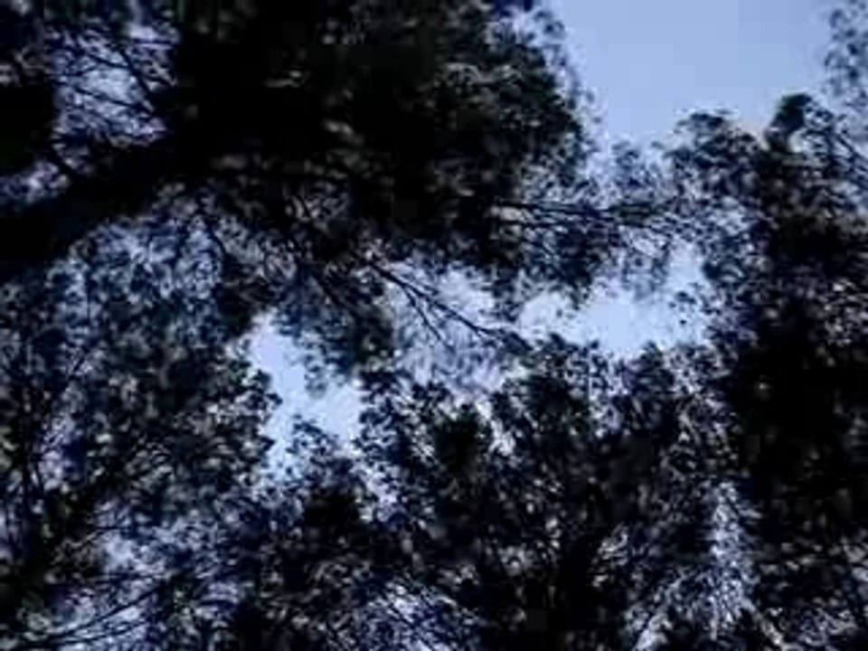 Feuilles_dansantes