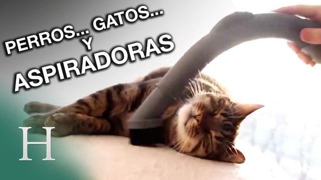 Gatos, perros... ¡y aspiradoras!