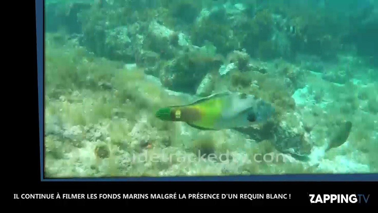 Australie : Le terrifiant face-à-face entre un plongeur et un requin blanc