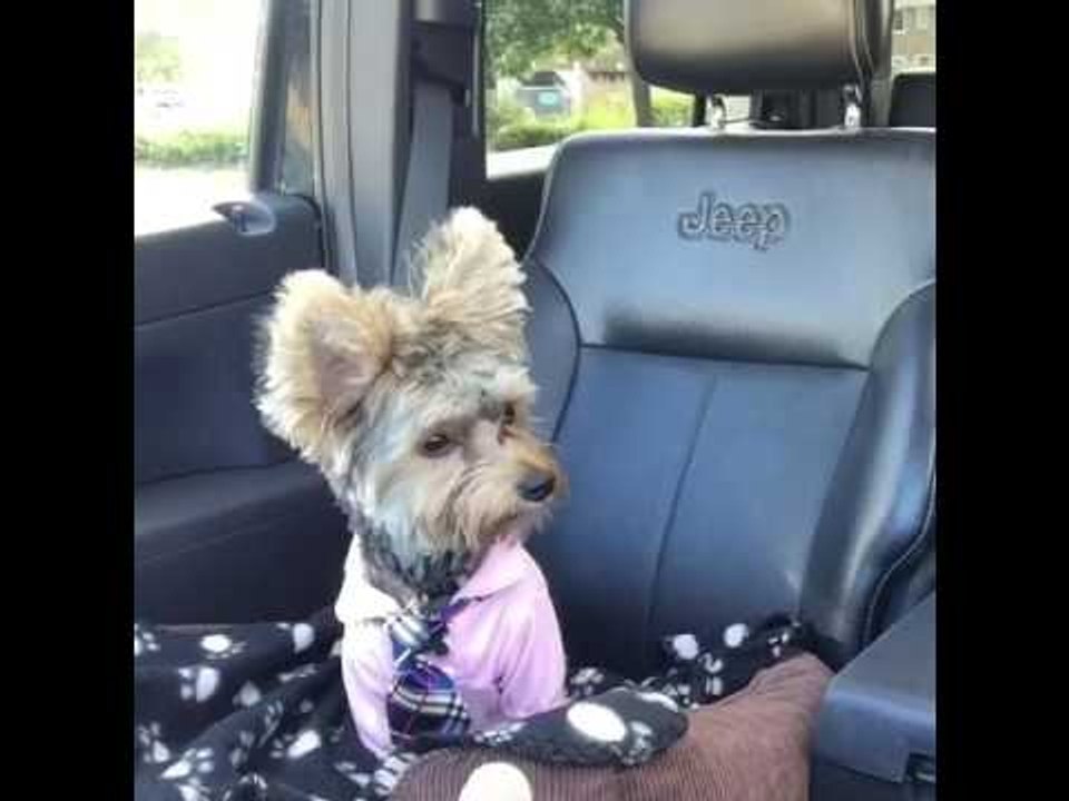 Dog Enjoys a Delicious Treat From Starbucks