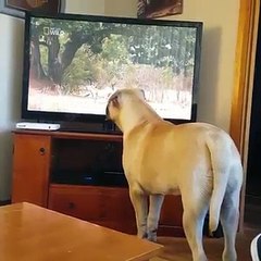 Mastiff watches lions on TV, attempts to make contact