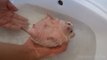 African pygmy hedgehog loves his bath