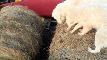 Guard dogs conduct bale-jumping at sunrise