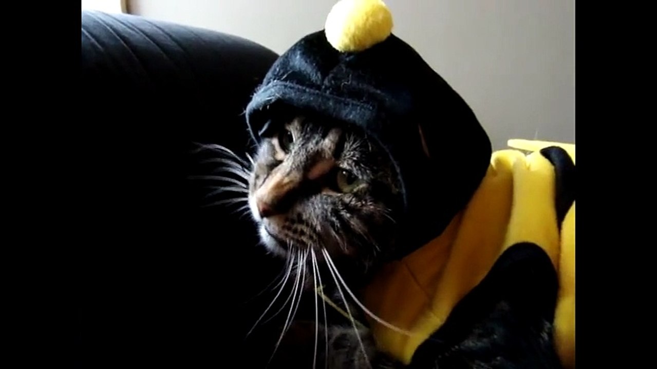 Epic fail for cat's bumble bee Halloween costume