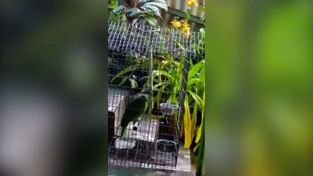 Ce perroquet chante Chandelier de Sia avec brio !