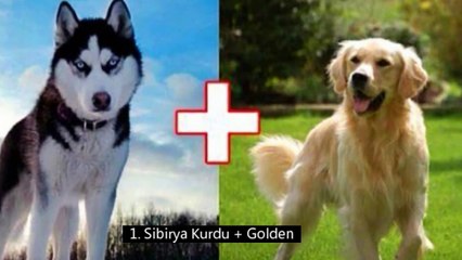 Melez Köpek Türleri