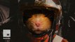 Hamster Wars - It's 'Star Wars' with hamsters