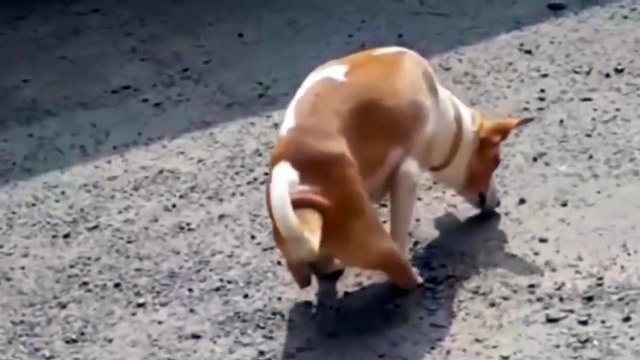 Un étudiant en chirurgie a ampute les pattes arrières d'un chien pour s'entrainer... Révoltant