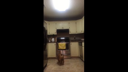 Bulldog can find hidden treats anywhere in the kitchen