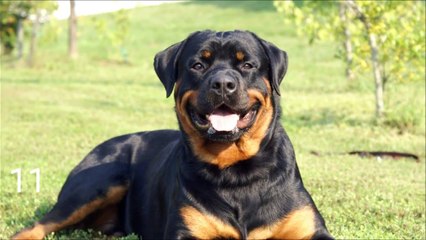 Top 10 Intelligent Dogs In The World