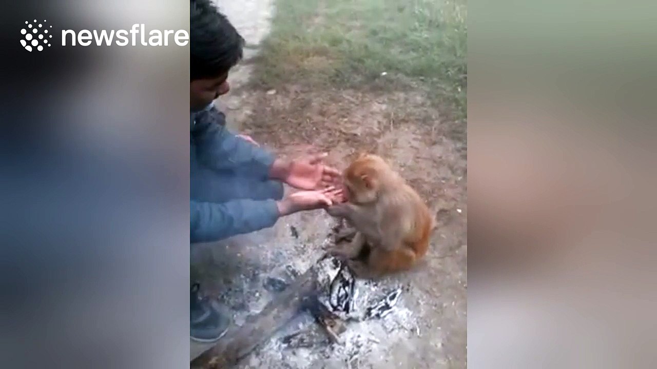Monkey 'kisses' man before attacking him