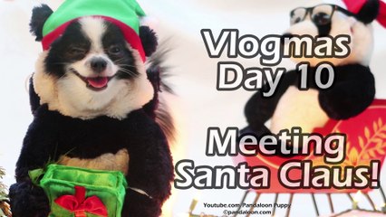 Funny panda dog meets Santa Claus