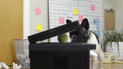 Copier - #033 Ask Frank: Advice for Dogs. By a Dog.