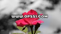 군자오피 / 서대문건마 / OPSS1。COM / 구글 → 오피쓰