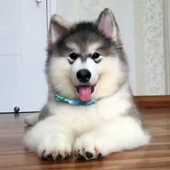 Bu kadar şirin bir köpek olabilir mi?