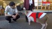 Etats-Unis: des cochons pour soulager les voyageurs anxieux