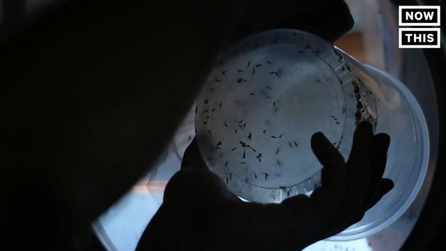 Genetically Modified Mosquitoes Released