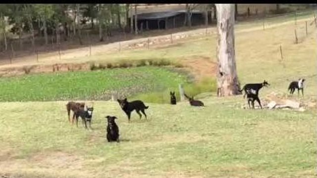 Des chiens font le Mannequin Challenge