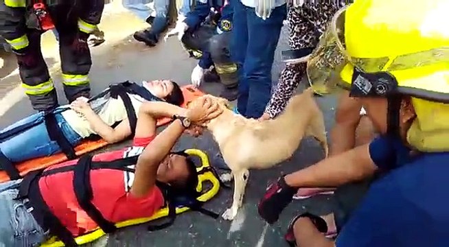 Il suo padrone rimane coinvolto in un incidente, il modo in cui si comporta il cane è toccante!