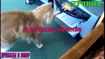 Top 10 Funny Videos Of Cats # Топ 10 Смешных Видео Про Котов 2016
