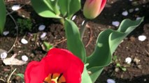 Tulips & Cherry Blossoms / チューリップ & さくら