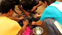 REAL LIFE HEROES Rescuing Dogs DOGS Being SAVED