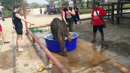 Lap Elephants FUNNY & CUTE ELEPHANTS