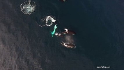 Tiburón es devorado lo que paso parece sacado de una película