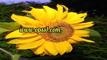 홍대 OPSS1(닷컴) 홍대