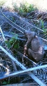 Criatura Estranha Assusta Trabalhadores De Plantação No Sarawak!