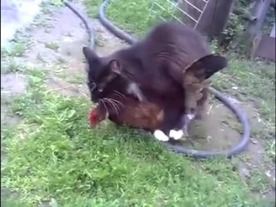 Un chat s'accouple à une poule