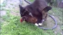 Un chat s'accouple à une poule