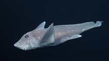 Mysterious ghost shark caught on camera for the first time