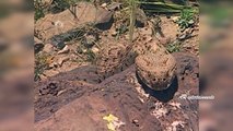 The Reptiles of the Desert - Unseen Videos of Monitor Lizard, Snake, Cobra - AR Entertainments