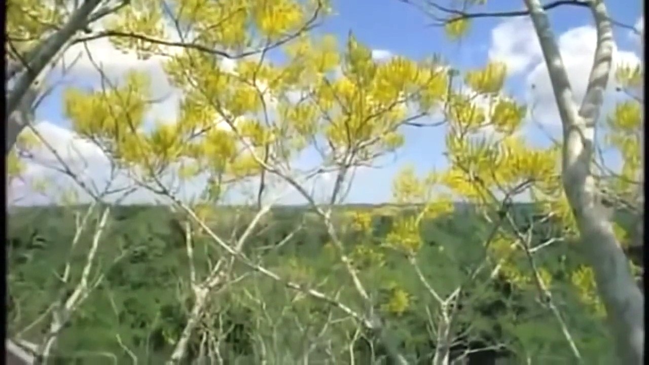 National Geographic - The Jaguar - Big Cats -  Animals Nature Wildlife Documentary