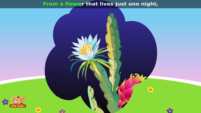 Dragon Fruit - Fruit Rhyme in Ultra HD (4K)