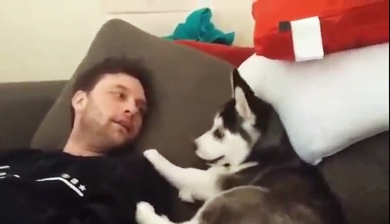 Husky puppy argues w/ Aaron Dissell & Puts foot in mouth