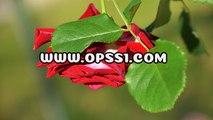 마산오피 / 영통건마 / OPSS1。COM / 구글 → 오피쓰